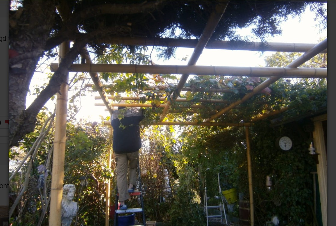 RWC_PJXxrWE-4.jpg Guadua Bamboo Pergola 3 x 3 m