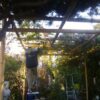 Guadalupe Bamboo Pergola 2 x 3 m