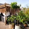 Guadua Bamboo Pergola 3 x 3 m