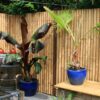 Giant Bamboo Fence Panel 180 x 120 cm