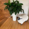 BamWood&reg; Gold Solid