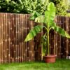 Giant Black Bamboo Fence Panel 180 x 200 cm