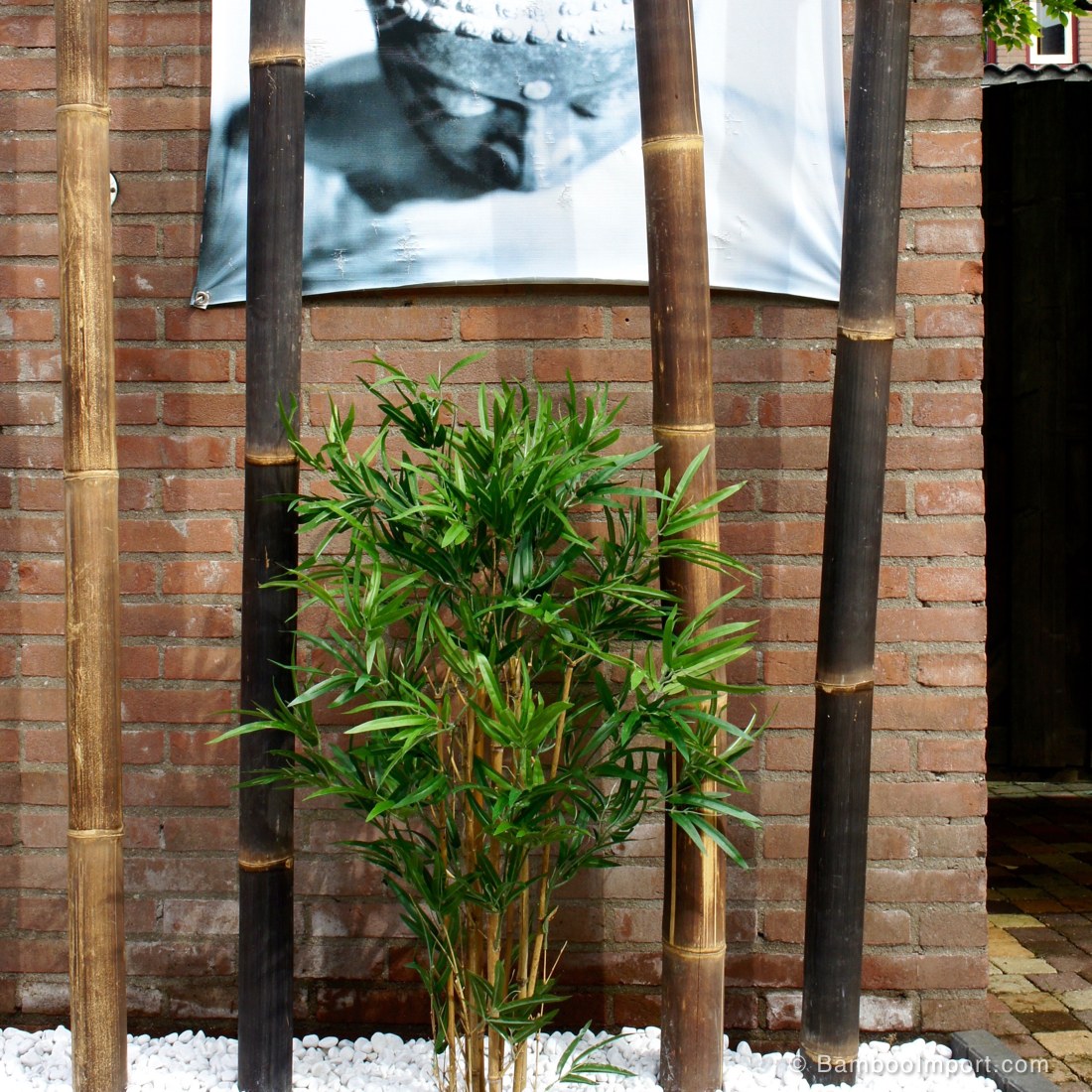 java-zwarte-bamboestokken-s5-1100x1100-1.jpg Java Black Bamboo Pole Ø 5-7 x 500 cm