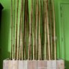 Moso Bamboo Pole &Oslash; 3-4 x 400 cm