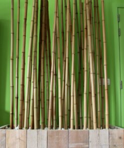 Moso Bamboo Pole &Oslash; 3-4 x 500 cm
