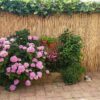 Reed Fence Roll 600 x 160 cm