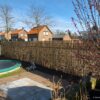 Reed Fence Roll 600 x 120 cm