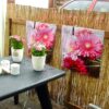 Reed Fence Roll 600 x 180 cm