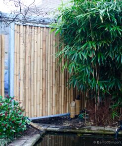 Tali Bamboo Pole &Oslash; 7-8 x 200 cm