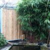 Tali Bamboo Stick &Oslash; 3-5 x 100 cm