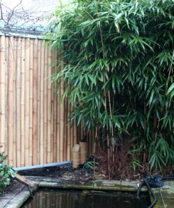 Tali Bamboo Stick &Oslash; 3-5 x 100 cm