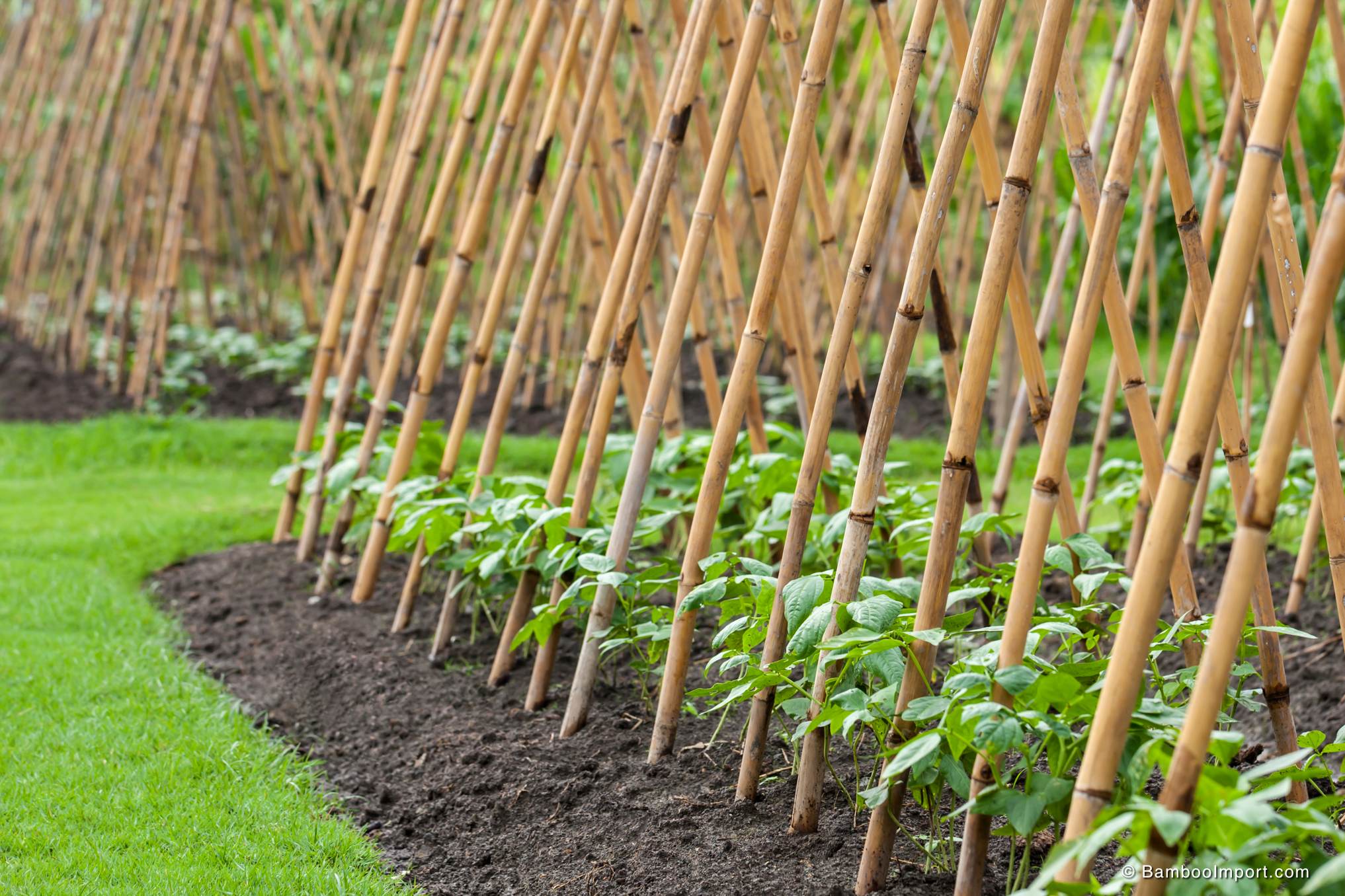 tonkinstokken-011-2034x1356-2.jpg Tonkin Bamboo Pole Ø 20-26 mm x 415 cm