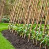 Tonkin Cane &Oslash; 28-30 mm x 305 cm