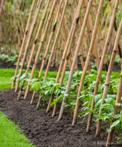 Tonkin Cane &Oslash; 28-30 mm x 305 cm
