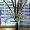 Nigra Black Bamboo Pole Ø 1.5-2 x 300 cm